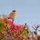 ホウジロ　　IMG-250506