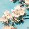 桜花爛漫