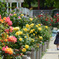 Rose Garden