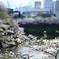 皇居の桜とインド大使館