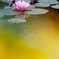 初夏の水辺