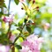 花海棠サクラ4