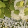 白い紫陽花