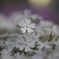 芝桜