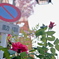 町に薔薇
