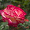 薔薇の季節