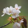 山桜