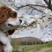 花と愛犬