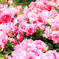 薔薇園