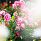 薔薇園２