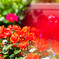 薔薇園３
