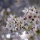 一ヶ月前の夜桜