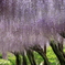 藤見