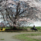 桜の木下で