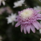 道端に咲く花