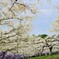 穴場の藤園