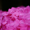 紫陽花