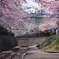 北海道　春に撮った写真⑪　札幌市　手稲区　手稲山と旧軽川の桜2025
