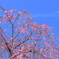新春万福