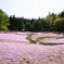 芝桜