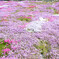 芝桜