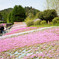 芝桜
