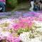 芝桜