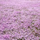 芝桜