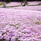 芝桜