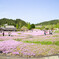 芝桜