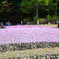 芝桜