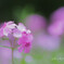 煌く愛の花.+*:ﾟ+｡.☆