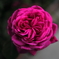 家の薔薇