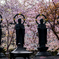 北海道　春に撮った写真⑫　小樽　天上寺　桜2025