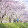 北海道　春に撮った写真⑭　余市　桜堤