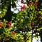 新緑に紅添えて