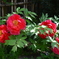 庚申庵の春花　①。。。！