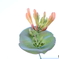 街の花