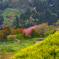 山里の春　P1074571zz
