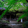 新緑の室生寺 2