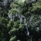 自生の藤の花