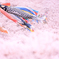 鯉のぼり桜幻想 II