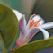 DSC05715  レモンの花.