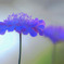 DSC05747 スカピオサ