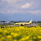 松本空港　黄色