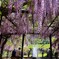 白井大町藤公園