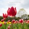 主役の花
