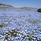 Nemophila Hill
