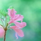 清し花  ～躑躅 つつじ～
