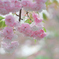 八重桜